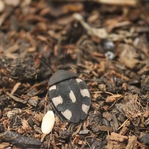 Domino roach (Therea petiveriana) BugParc, 08/2024