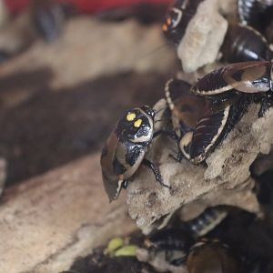 Glowspot cockroach (Lucihormetica verrucosa) BugParc, 08/2024