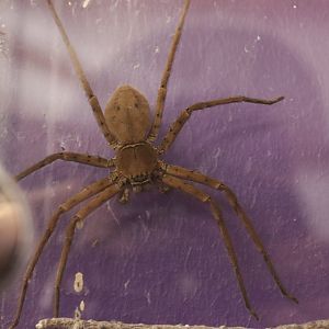 Giant crab spider (Heteropoda venatoria) BugParc, 08/2024