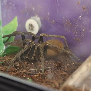 Golden wandering spider (Macroctenus kingsleyi) BugParc, 08/2024