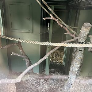 Refurbished red bellied lemur indoors 9.9.23