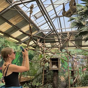 Linne’s two-toed sloth climbing over visitors 9.9.23