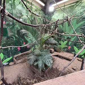 Sloth climbing frame over large hairy armadillo enclosure 9.9.23
