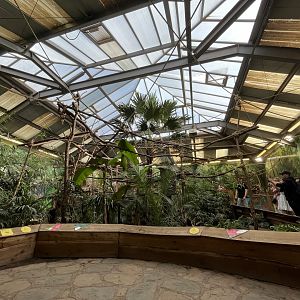 Linne’s two toed sloth house 9.9.23