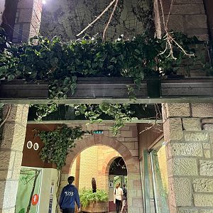 Magic forest- monkey overhead tunnels to indoor and outdoor enclosure 9.9.23