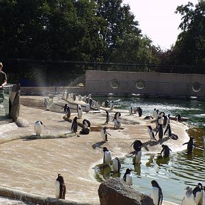 Penguin colony 9.9.23