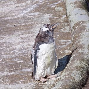 Scraggly gentoo penguin 9.9.23