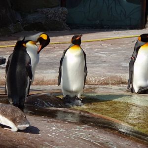 King penguins 9.9.23