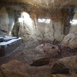 Empty old tegu enclosure 9.9.23