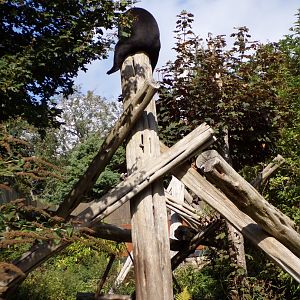 Sun bear at the top of the pole 9.9.23