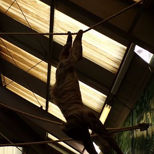 Sloth trying to feed off a plant pot 9.9.23