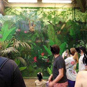 Two toed sloth “Nico” climbing overhead