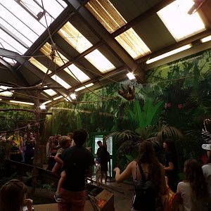 Two toed sloth “Nico” climbing overhead 9.9.23