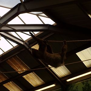 Two toed sloth “Nico” 9.9.23