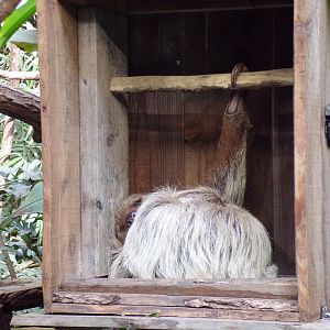 Two toed sloth “Feira” resting 9.9.23