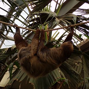Linne’s two toed sloth “Nico” 9.9.23