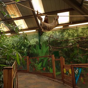 Two toed sloth “Nico” climbing overhead 9.9.23
