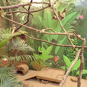 Linne’s two toed sloth “Nico” climbing over large hairy armadillo enclosure 9.9.23