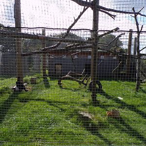 Southern ground hornbill aviary 9.9.23