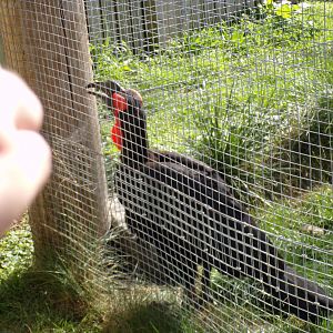 Southern ground hornbill “Kato” waiting for food 9.9.23