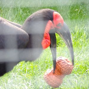 Southern ground hornbill “Kato” playing with enrichment 9.9.23