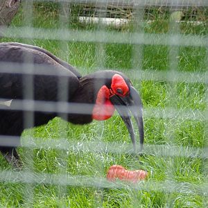 Southern ground hornbill “Kato” playing with enrichment 9.9.23