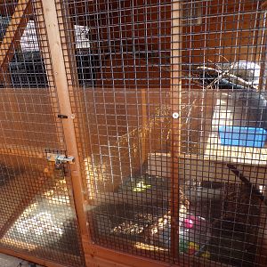 Ferret off-show cage 9.9.23