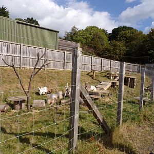 West African pygmy goat off-show enclosure 9.9.23