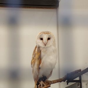Barn owl in off-show area 9.9.23