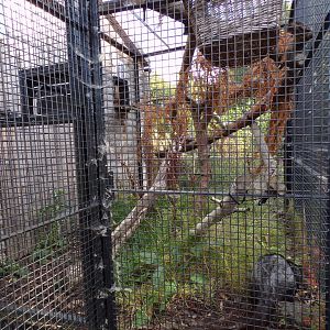 Common palm civet off-show enclosure 9.9.23