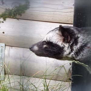 Common palm civet “Fergus” 9.9.23