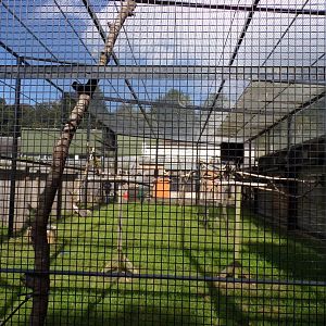 Blue-and-yellow and red-fronted macaw off-show aviary 9.9.23