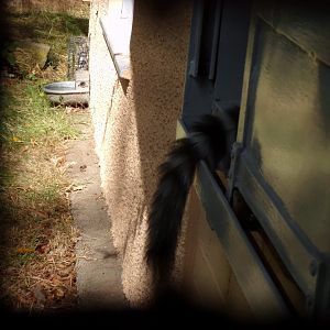 Lemur’s ring tail 9.9.23