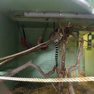 Ring-tailed lemur refurbished indoor area 9.9.23