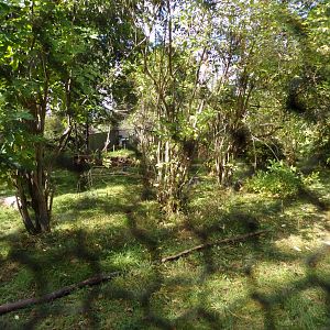 Ring-tailed and red-bellied lemur enclosure 9.9.23
