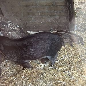 Visayan warty piglet 14.8.23