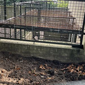 Visayan warty pig holding areas 14.8.23