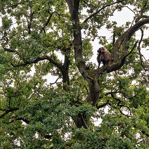 Gelada (Theropithecus gelada)