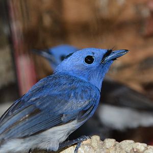 Javan black-naped monarch (Hypothymis azurea javana)