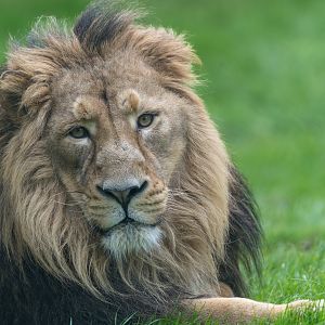 Asiatic Lion (m), Dudley, UK