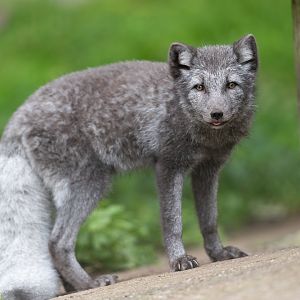 Arctic fox, Dudley, UK