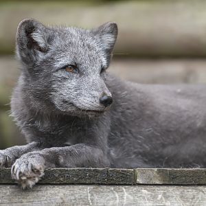 Arctic fox, Dudley, UK
