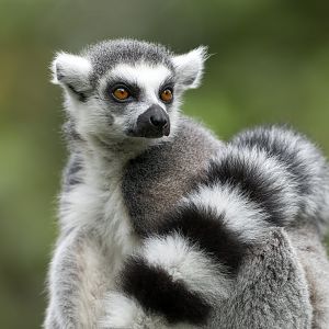 Ring Tailed Lemur, Dudley, UK