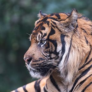 Sumatran tiger, (m) Dudley, UK