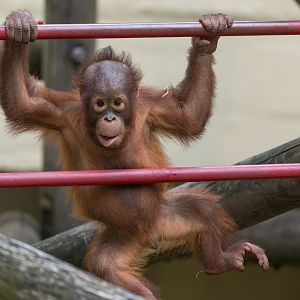 Juvenile Bornean Orangutan, Dudley, UK