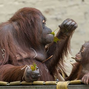 Bornean Orangutans, Dudley, UK