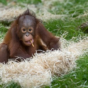Juvenile Bornean Orangutan, Dudley, UK