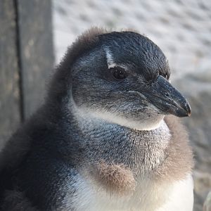 African penguin (Spheniscus demersus) chick Zazou, 2024-09-29