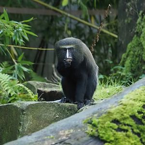 Hamlyn's monkey (Cercopithecus hamlyni) in gorilla outdoor exhibit, 2024-09-29