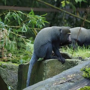 Hamlyn's monkey (Cercopithecus hamlyni) in gorilla outdoor exhibit, 2024-09-29
